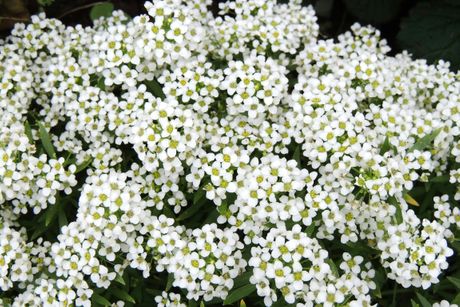 Alyssum, cveće, cvet Alyssum, cveće, cvet