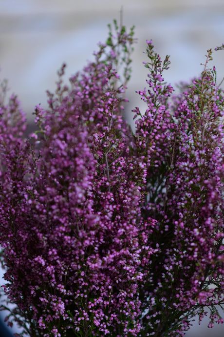 Winter Heath, cveće, cvet Winter Heath, cveće, cvet