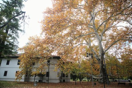 Topčider, Topčiderski park, Platan, Milošev konak