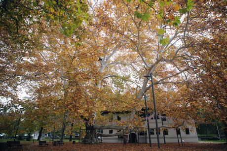 Topčider, Topčiderski park, Platan, Milošev konak