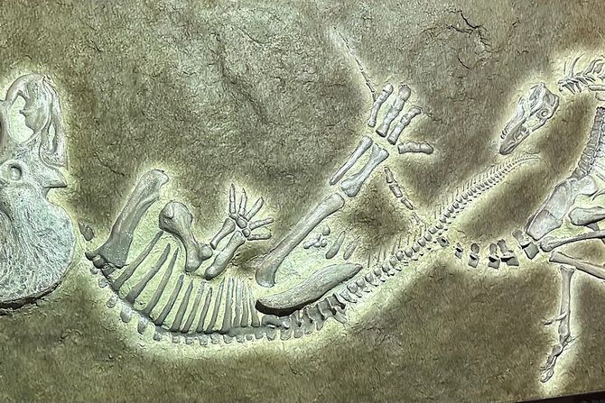 Duel dinosaurusa, fosil