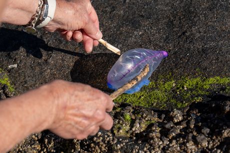 Portugalska krstarica