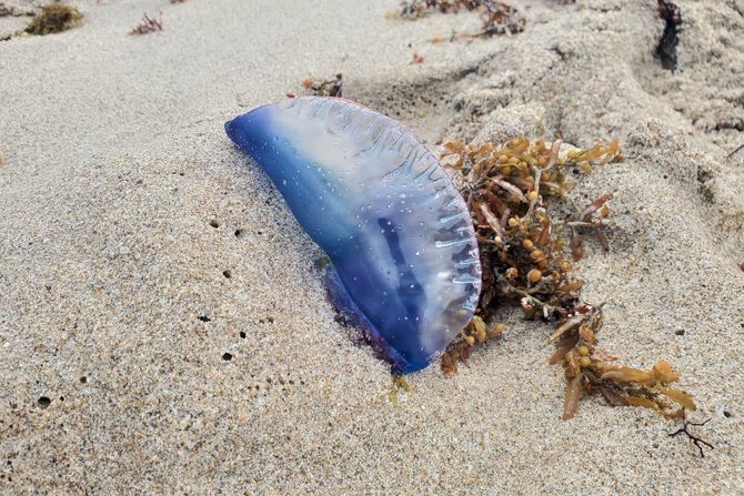 portugalska krstarica