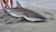 Ogromna ajkula se nasukala i uginula: Ovo je TREĆI SLUČAJ od oktobra, naučnici brinu da je uzrok ono NAJGORE