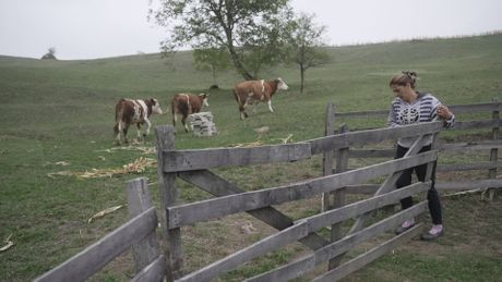 Davidivići iz Kaone