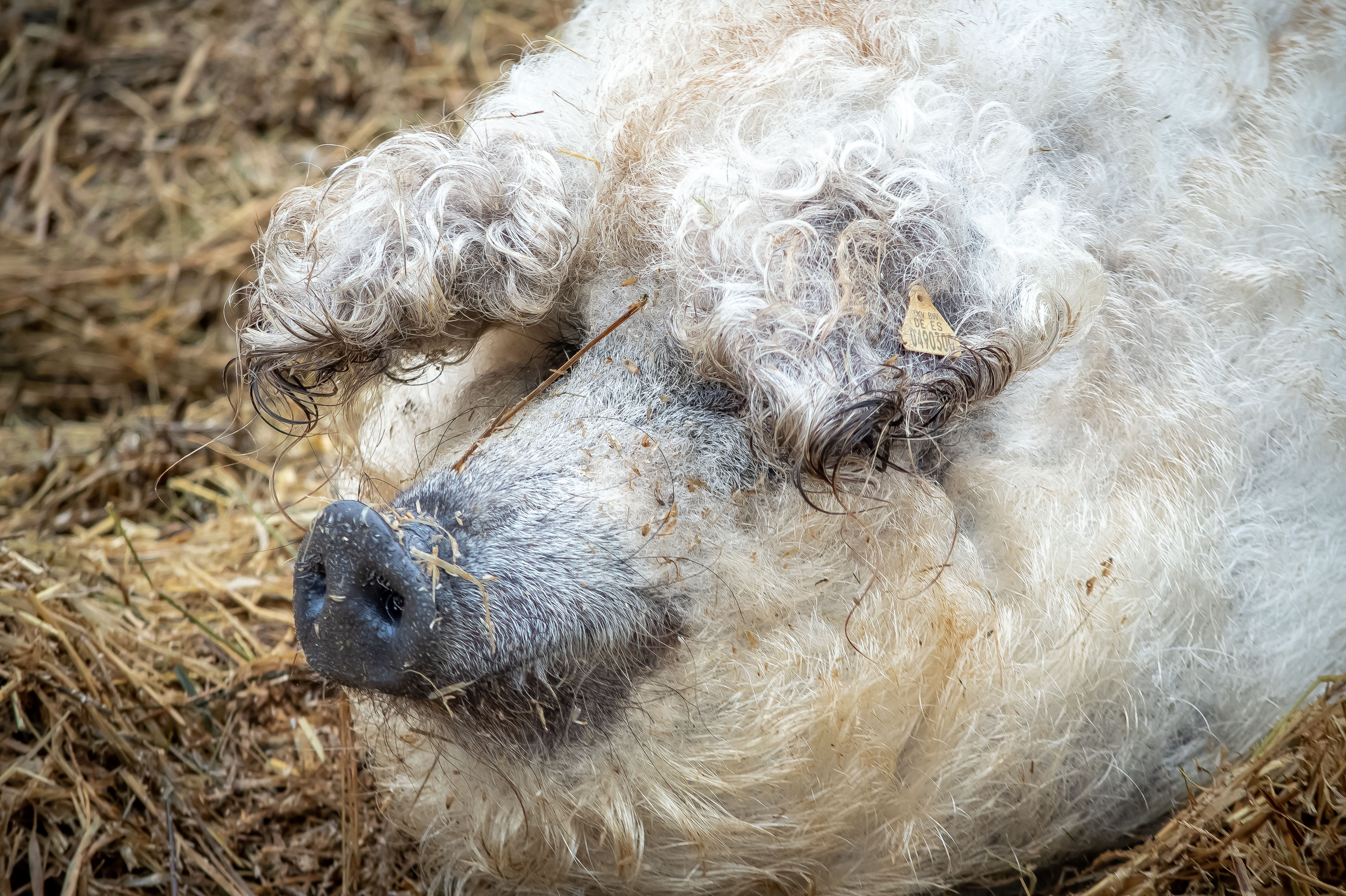 Subvencije za čuvare tradicije: Stižu podsticaji za očuvanje autohtonih rasa domaćih životinja