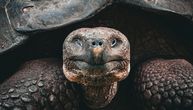 Restauracija budućnosti: Džinovske kornjače se vraćaju na Galapagos posle više od 150 godina