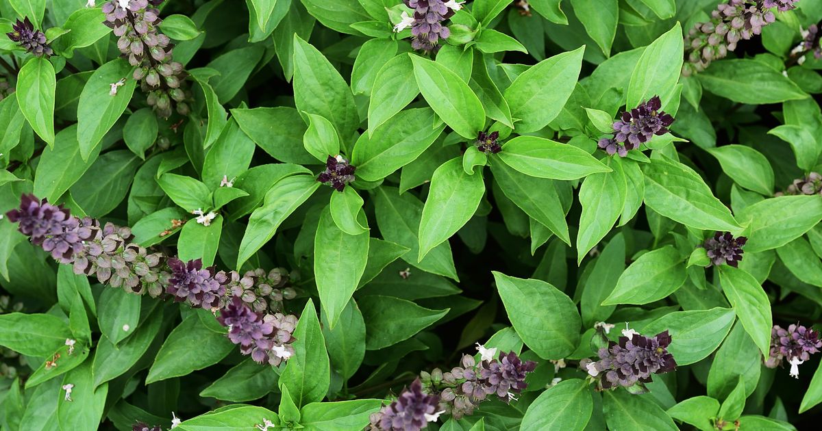 April traži biljku koju su naše bake držale na prozoru: Stari običaj vezuje je za novac i ljubav