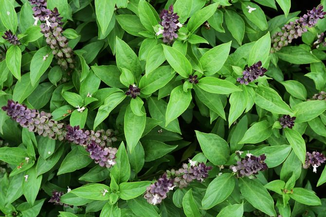 sveti bosiljak, tulsi