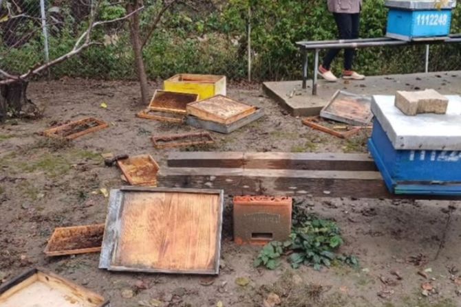 Medved upao i pčelinje društvo