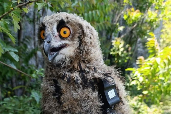 Sova, Sova Danica, Sokobanja