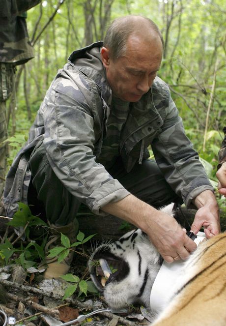 Vladimir Putin i sibirski tigar