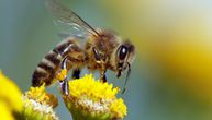 Naučnici otkrili novu vrstu pčele i nazvali je Lucifer: Kad vidite kako izgleda, sve će vam biti jasno!