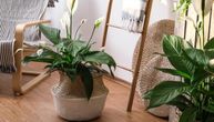 Mirni ljiljan i nega: Mini-vodič za sobne biljke koje su idealne za jednu grupu ljudi - tajna je u zalivanju