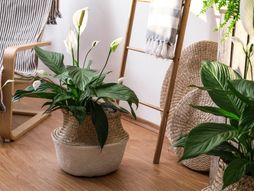 mirni ljiljan, cvet, cveće, biljka, sobna biljka