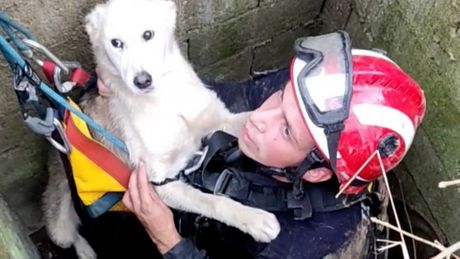 Vatrogasci spasili štene, Topolovnik