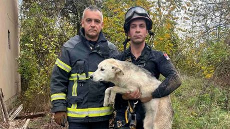 Vatrogasci spasili štene, Topolovnik