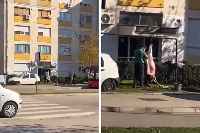 tranzira tele na gelenderu