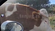 STRAVIČAN SNIMAK Kada krava istriči na auto-put sekunde odlučuju o životu ili smrti