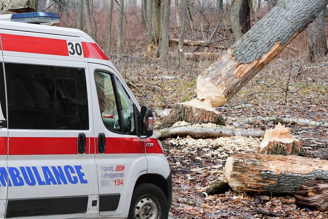 Šuma, seča drva, drvo, šuma, hitna pomoć