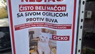 Nestao Cicko, vlasnici nude pozamašnu sumu onome ko ga nađe: Bandere na Voždovcu oblepljene slikama bele mačke