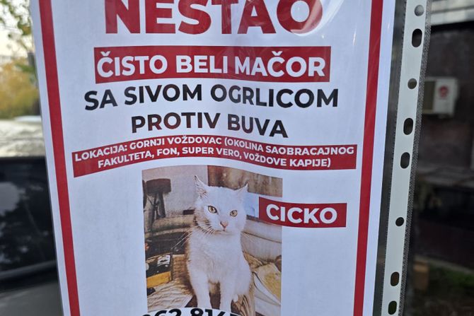 Oglas, nestao mačak, mačor, Cicko, Voždovac