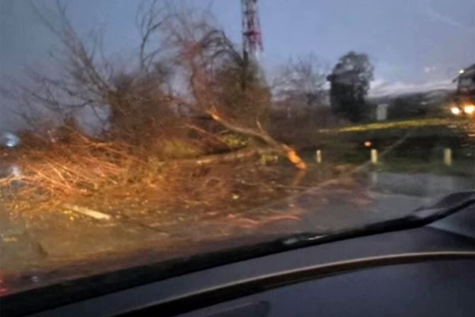 Drvo na autoputu Novi Sad-Beograd