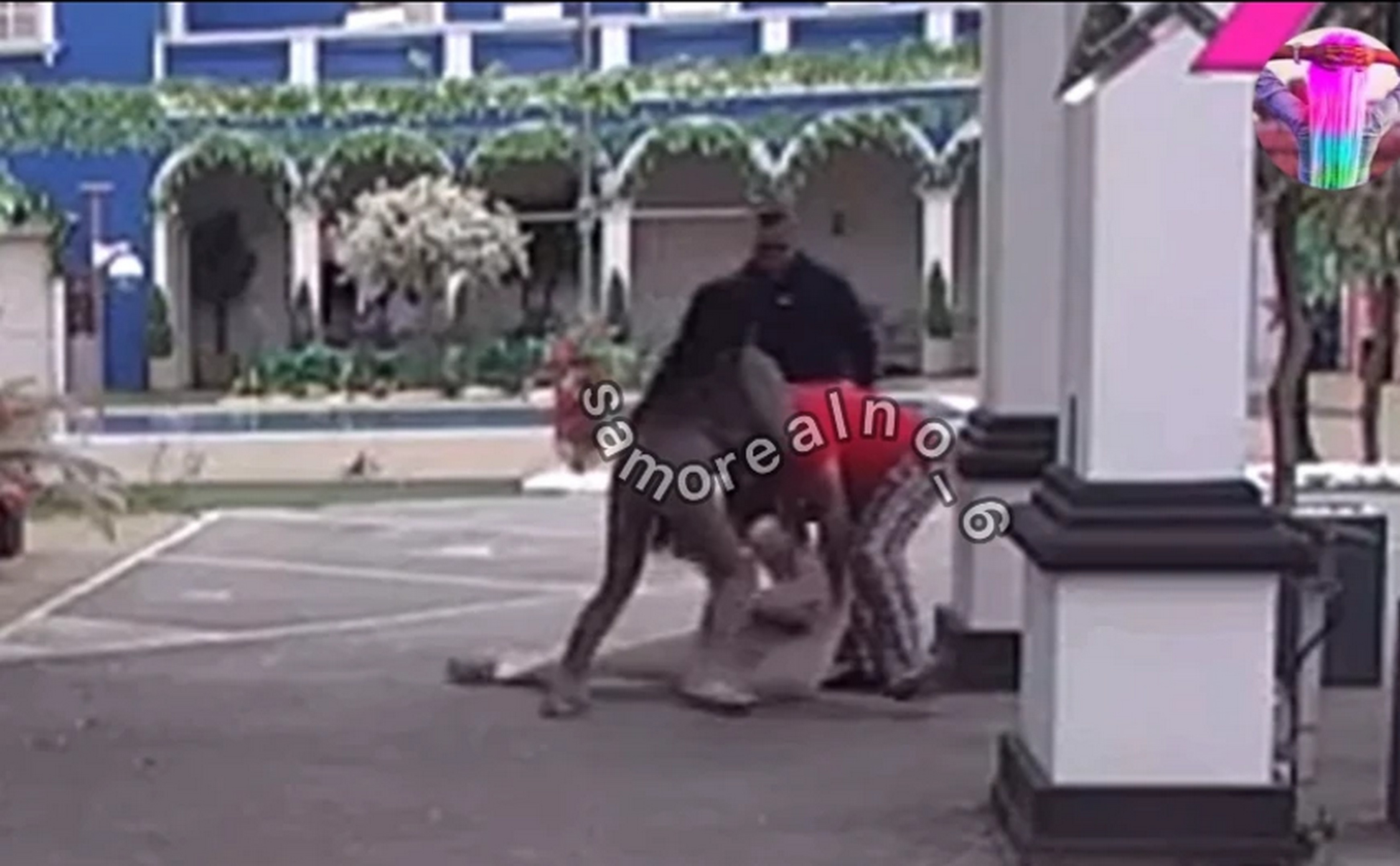 Jezive scene u Eliti! Asmin napao Uroša, obezbeđenje reagovalo: Stanić pokušao da pobegne pa pao sa ograde