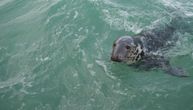 BORBA ZA ŽIVOT Uplašena foka pobegla gladnim orkama: Uradila je nešto što ni krvoločne ajkule ne mogu
