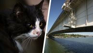 Mače zaglavljeno na Brankovom mostu! Jedva ga uočili, samostalni silazak NEMOGUĆ