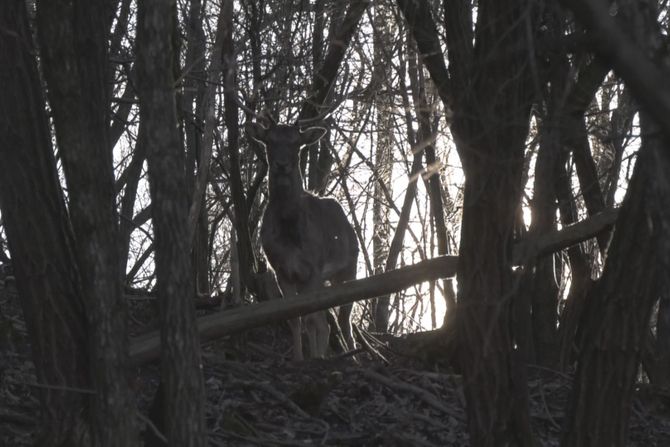 Dušan iz sela Brzan ima jedinstvenu farmu u regionu, divljač