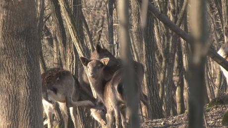 Dušan iz sela Brzan ima jedinstvenu farmu u regionu, divljač