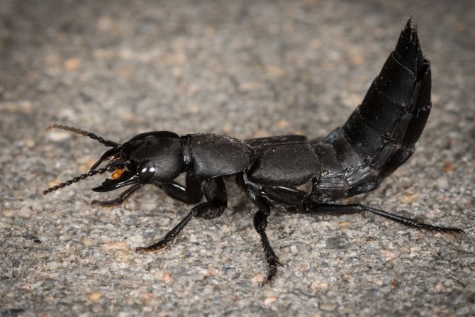 Ocypus olens, đavolja buba