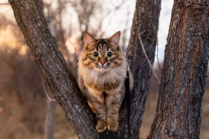 Mačka na drvetu
