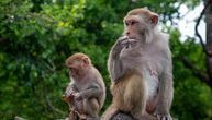 Turisti ih hrane čipsom, a oni se leče OVAKO: Neobično ponašanje gibraltarskih makakija oduševilo naučnike
