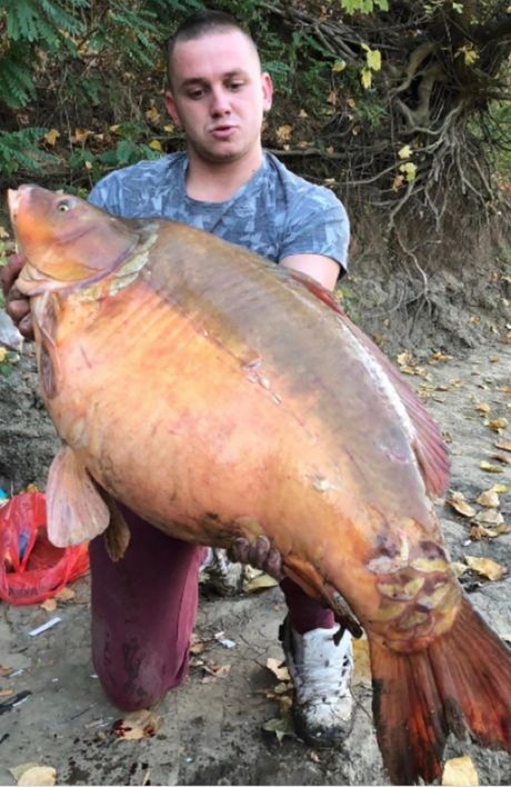 Nikola na Tisi ulovio šarana od 26 kilograma