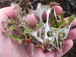 Iceland Lichen (Cetraria islandica islandica), Fungi, Åboland-Turunmaa, Suomi Islandski lišaj