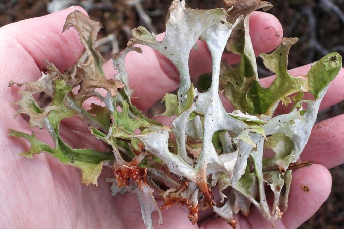 Iceland Lichen (Cetraria islandica islandica), Fungi, Åboland-Turunmaa, Suomi Islandski lišaj