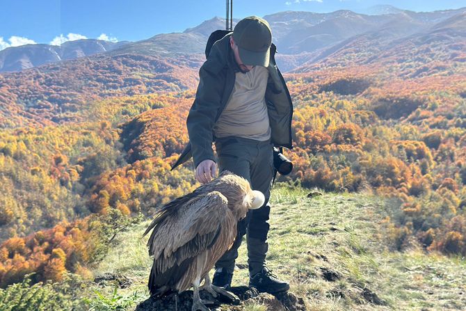 Briga o beloglavom supu