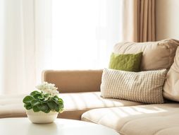 afrička ljubičica, afričke ljubičice, biljka, biljke, saksija, dom