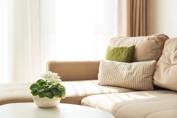 afrička ljubičica, afričke ljubičice, biljka, biljke, saksija, dom