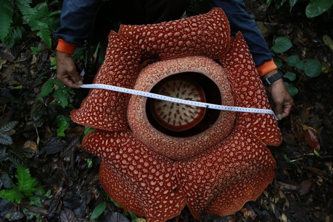 Rafflesia hasseltii