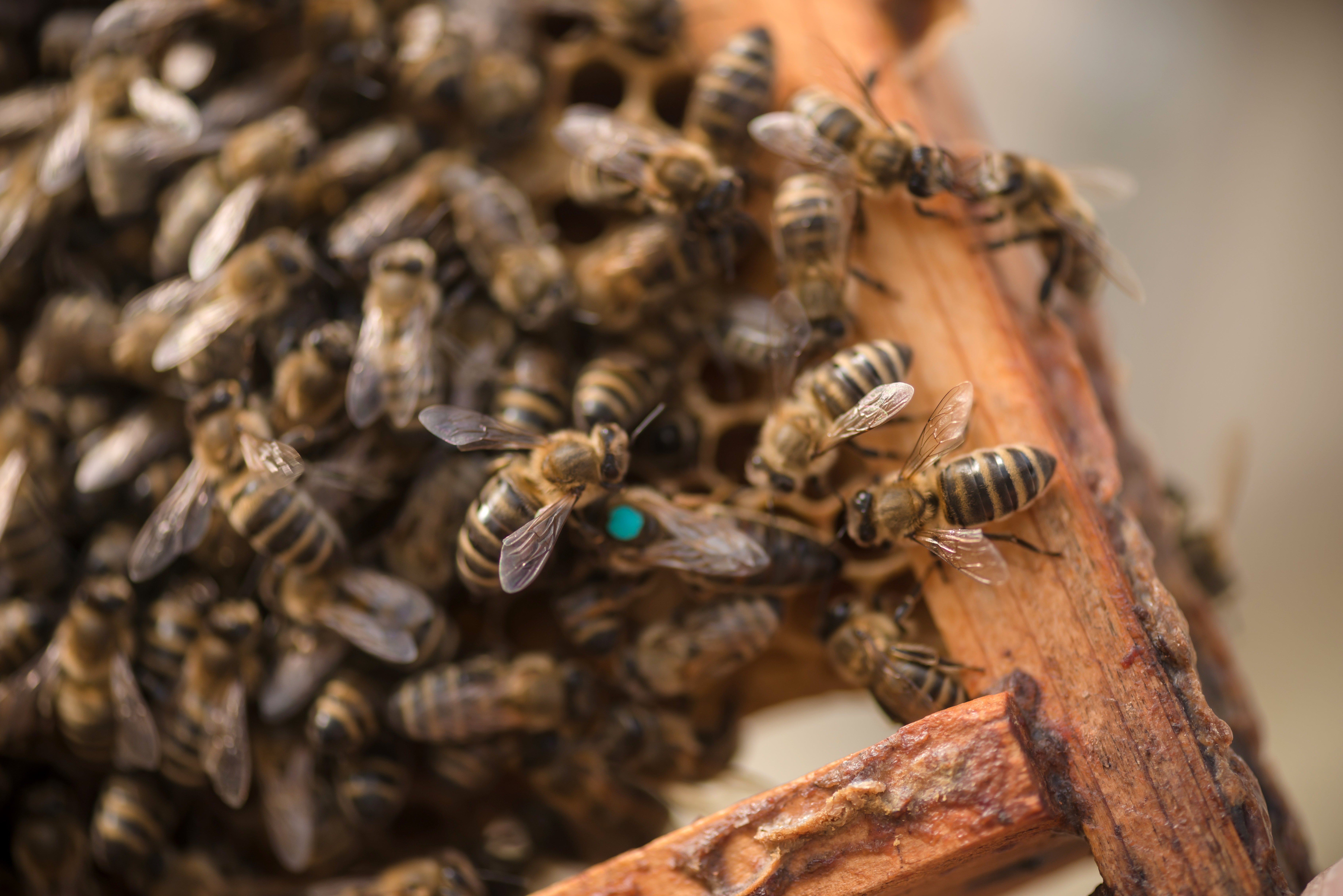 Da li će ova godina biti medonosna? Dobra zima vratila nadu u rodnu sezonu, ali ostao strah od starih problema