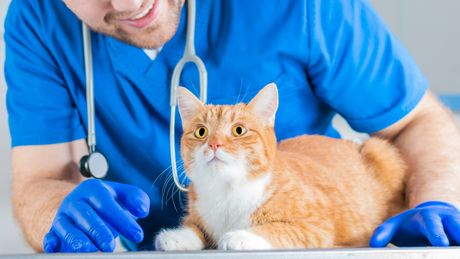 Mačka i veterinar Mačka i veterinar