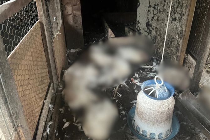 Užas u Loznici kod Čačka: Psi lutalice poklali celu živinu, domaćin zatekao stravičan prizor u kokošinjcu
