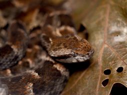 zmija Bothrops asper