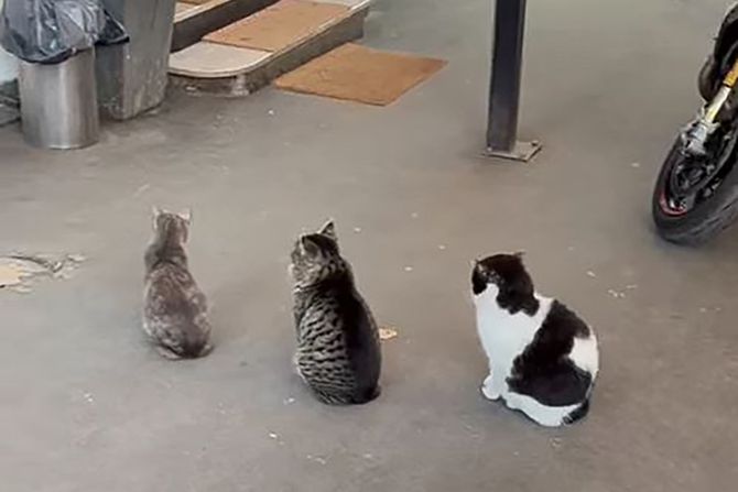 MACE U REDU ZA HRANU