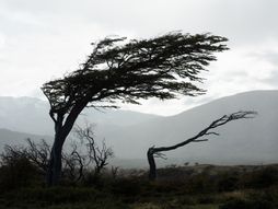 Vremenska prognoza, jak vetar , drveće, nevreme, košava, oluja