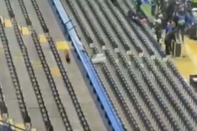 Lisica na meču Čelsija i Barselone u Ligi šampiona