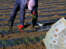 Njiva, farmer, sadnice, čovek, dinari